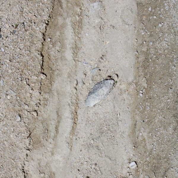 Oyster Fossil in Sandy Limestone From Nearby Quarry