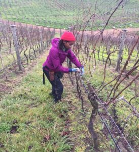 Diana pruning grapevines in winter in a purple coat and red hat