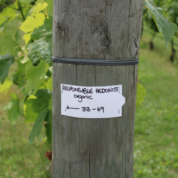 Sign Post Saying Responsible Hedonist Organic Rows 33 - 49 in Bridge Pa Triangle Syrah Vineyard