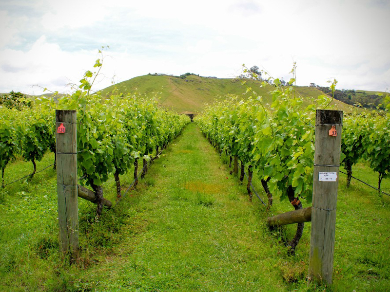 Bridge Pa Triangle Syrah Vineyard