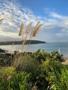 Fluffy toitoi blows in the breeze overlooking this beach just before sunset