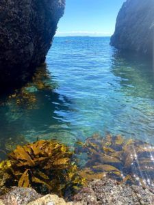 Large kelp floats in clear blue waters in between two barnacled rocks