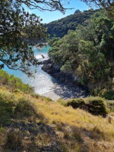 Shiny clear blue water can be seen through the trees along with a small shoreline and native bush