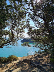 Clear blue ocean peaks out through the trees